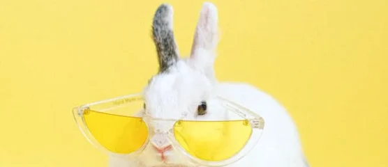 Happy pets · Khobar